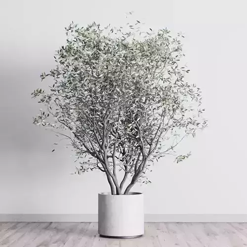 Olive tree in an old concrete vase indoor plant 281