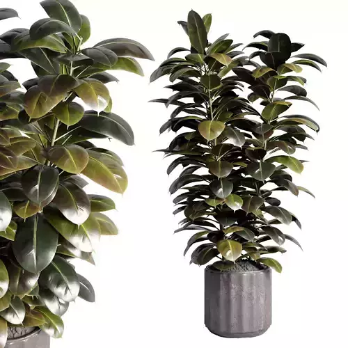 ficus rubbery plant in old concrete dirt vase