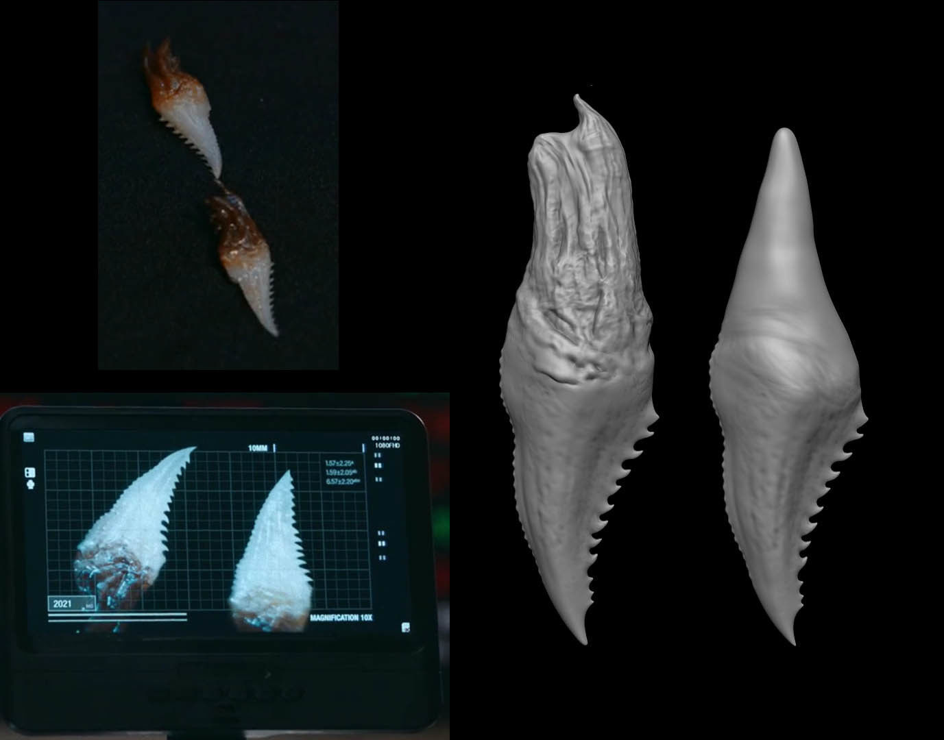 3D PRINTABLE DAY SHIFT MOVIE EXTRACTED VAMPIRE FANGS 3D print model_2