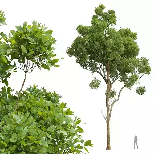 New Plant High detail Cinnamomum Camphora02 3D model