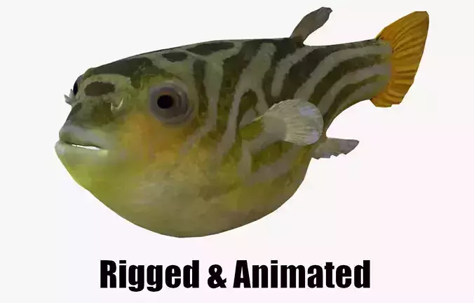 animated pufferfish blowfish puffer 3D model