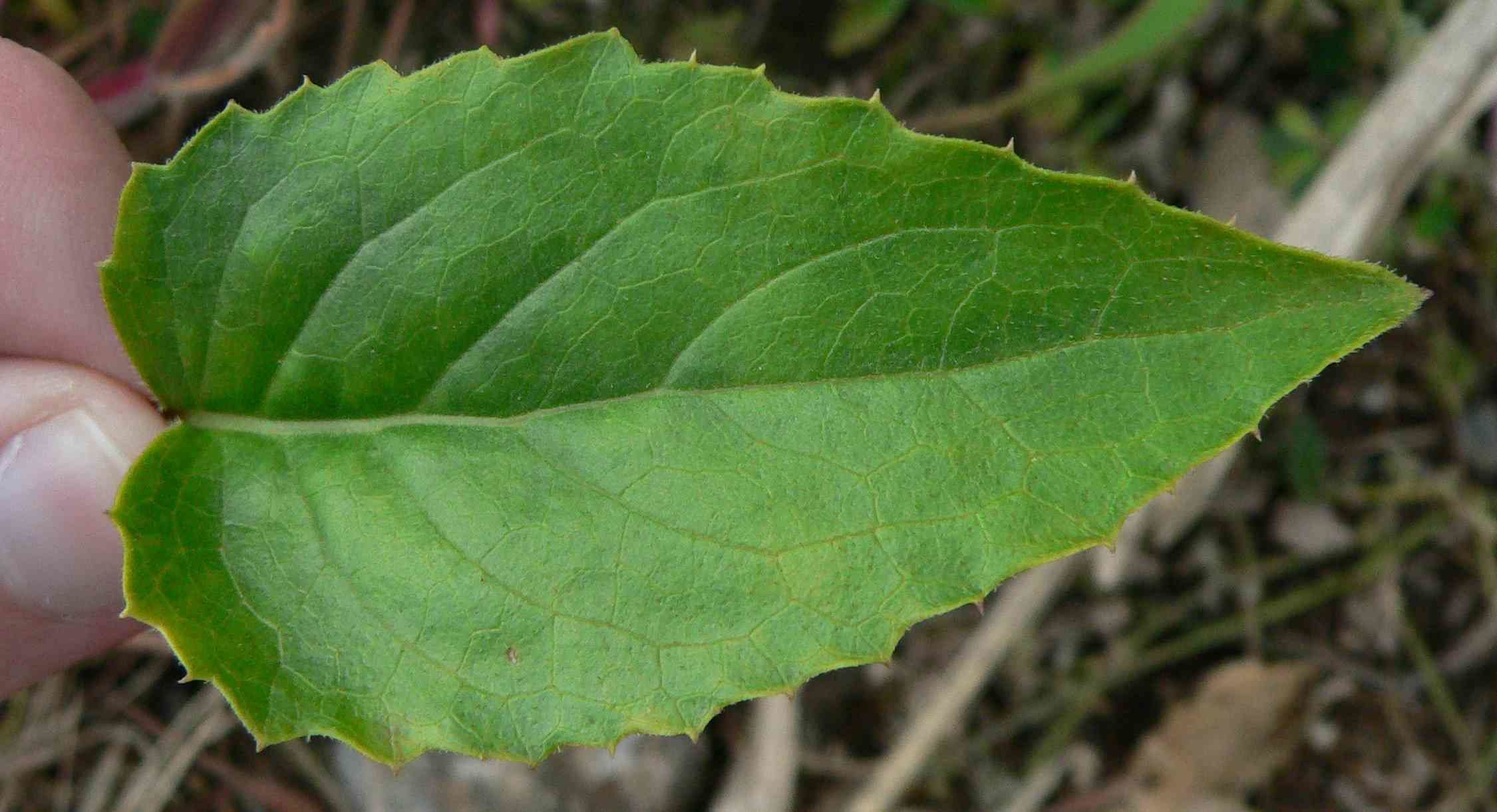 Big table 3D model_4