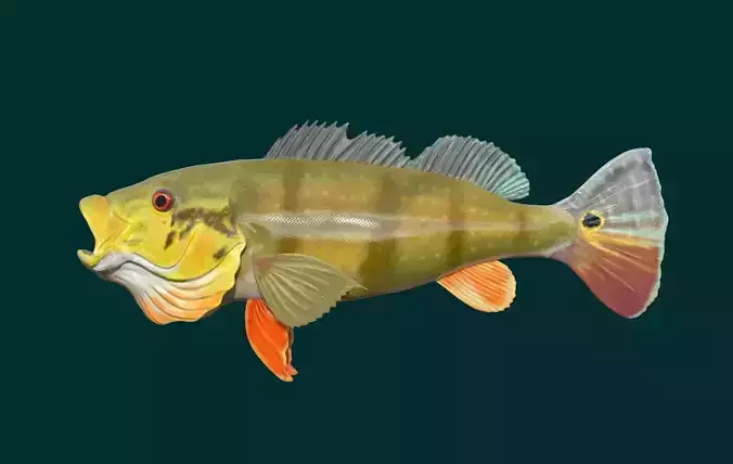 Perch Fish 3D print model