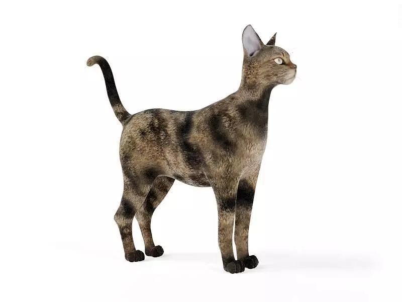 Brown And Tan Cat 3D model_0