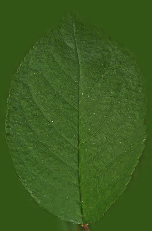 dining table 3D model_8