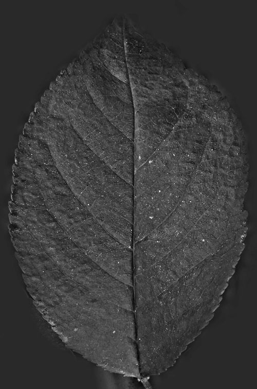 dining table 3D model_9