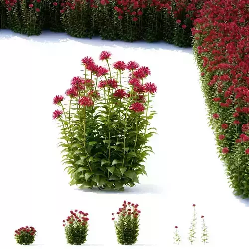 Monarda didyma flower