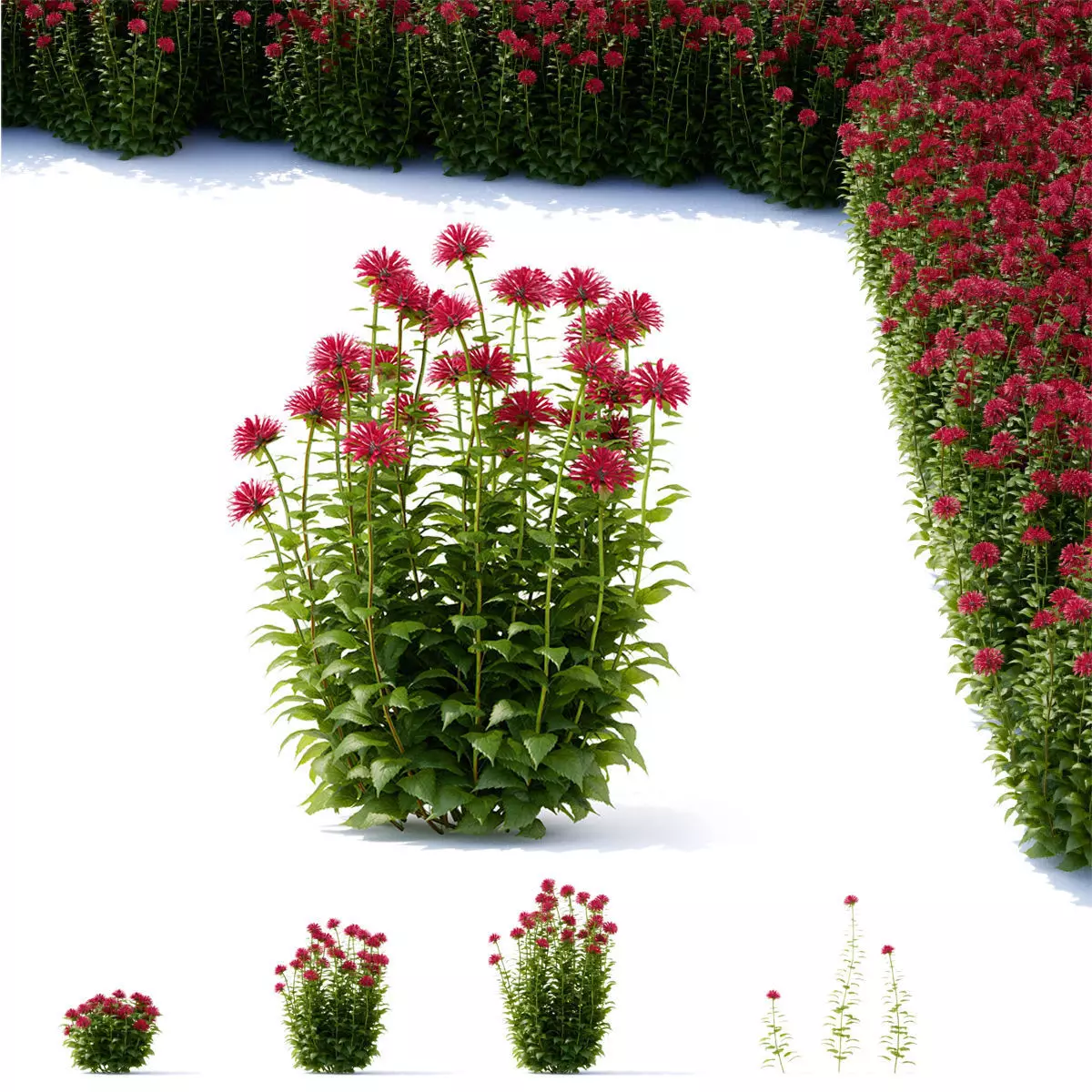 Monarda didyma flower 3D model