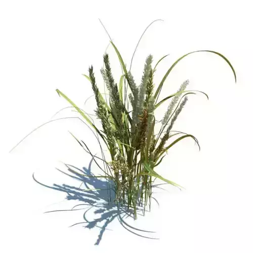 Plant With Brown Cat Tails