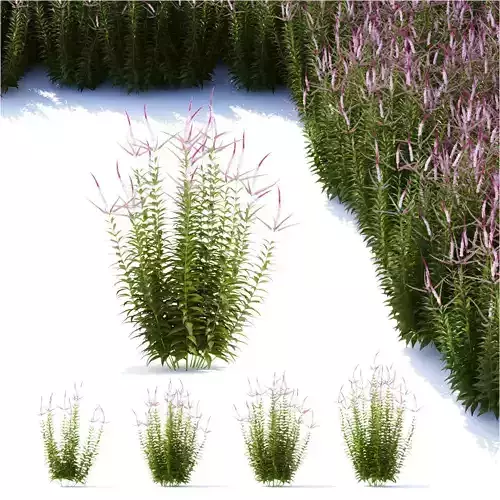 Veronicastrum virginicum Erica flower