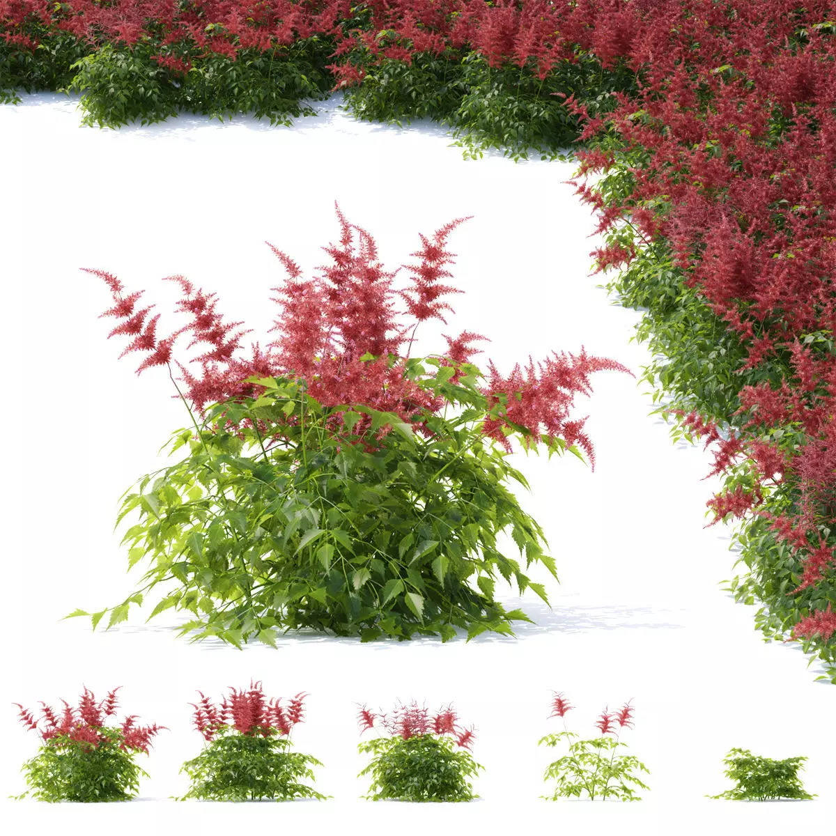 Astilbe japonica red flower 3D model