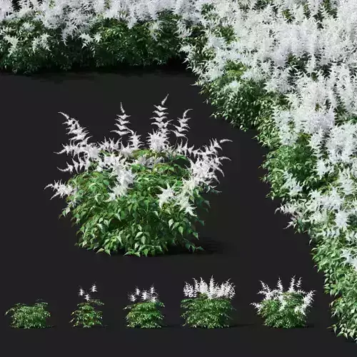 Astilbe japonica white flower