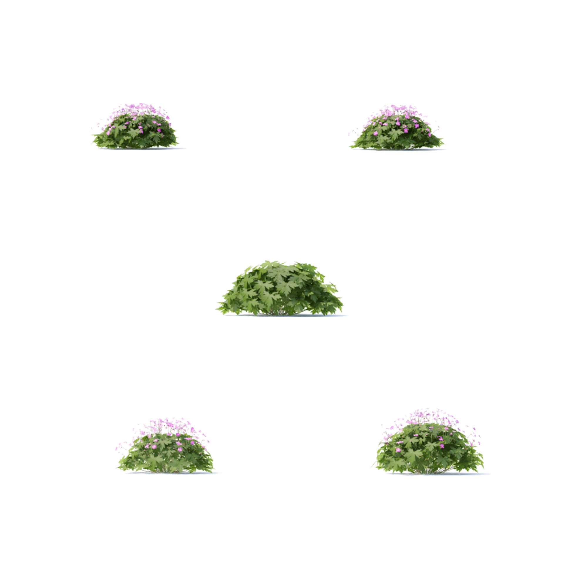 Geranium macrorrhizum flower 3D model_1