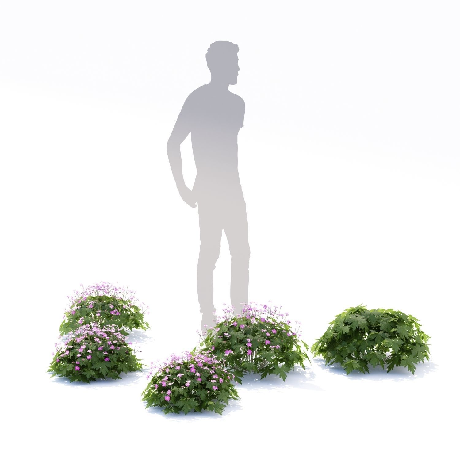 Geranium macrorrhizum flower 3D model_5