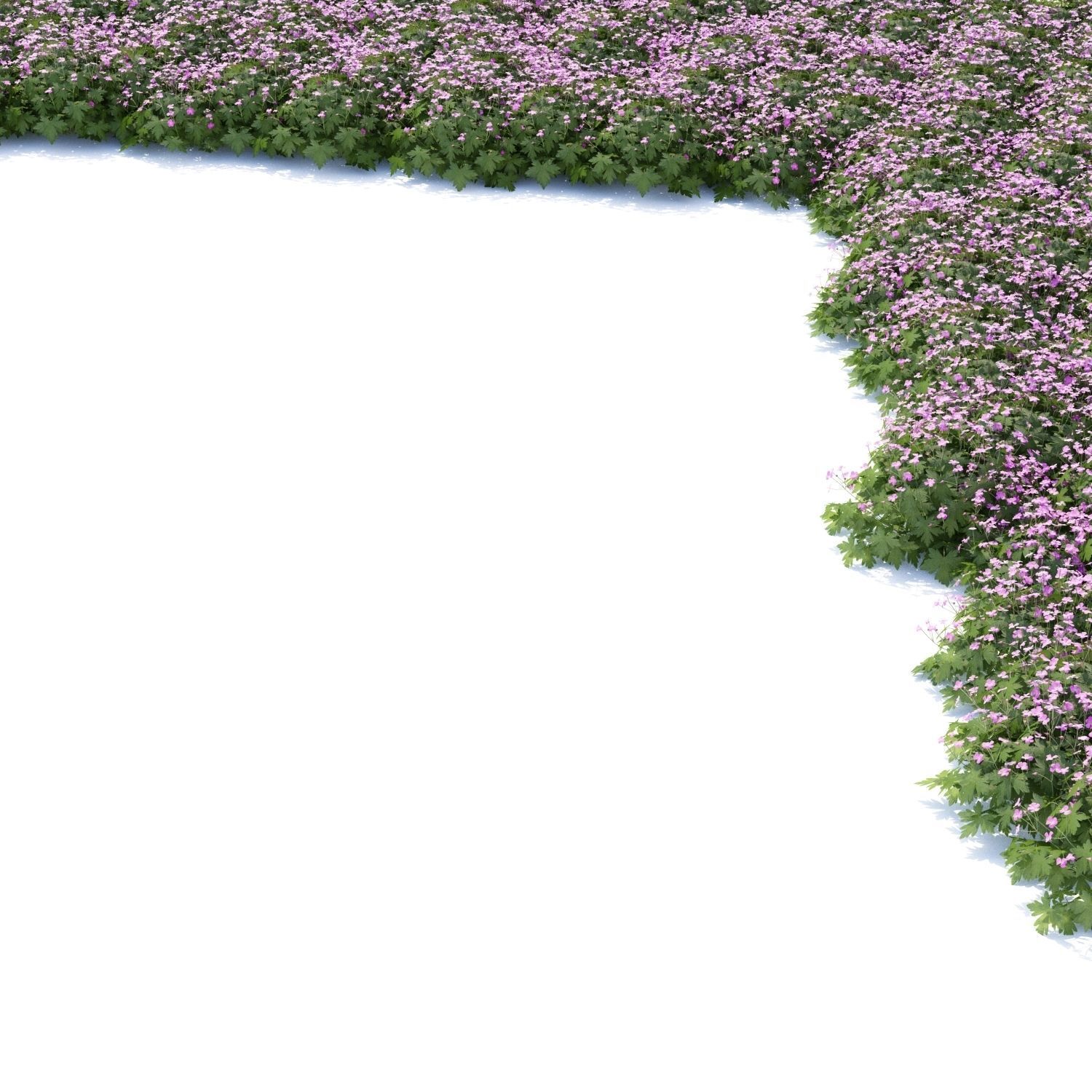 Geranium macrorrhizum flower 3D model_6