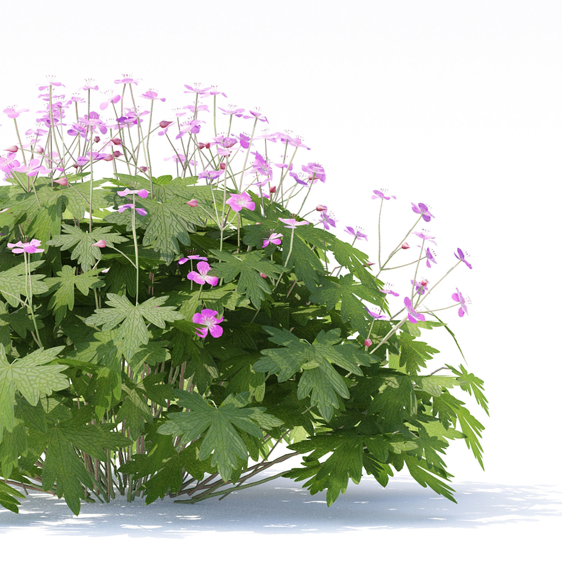 Geranium macrorrhizum flower 3D model_3
