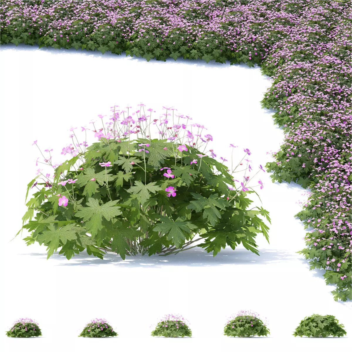 Geranium macrorrhizum flower 3D model_0