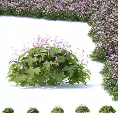 Geranium macrorrhizum flower 3D model