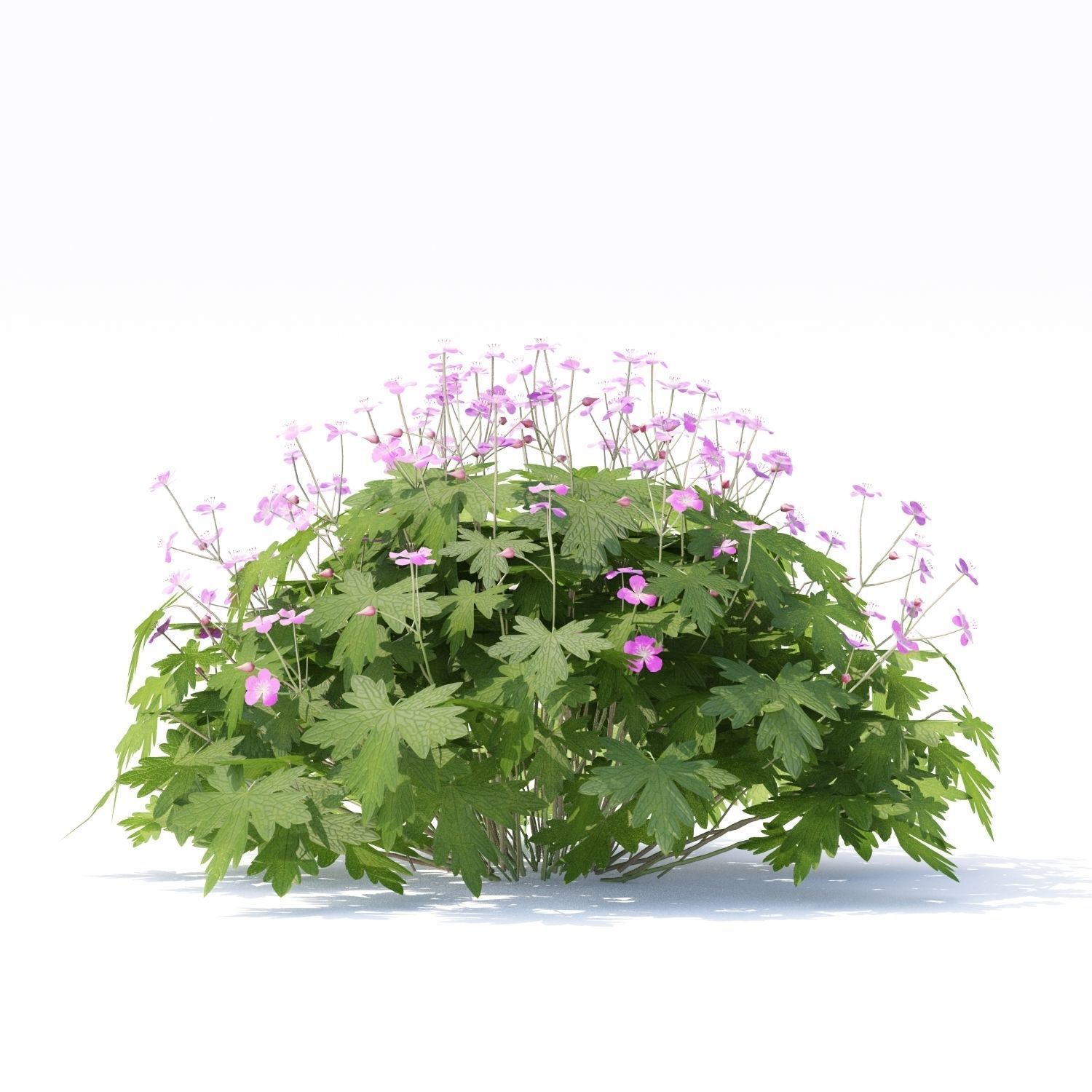 Geranium macrorrhizum flower 3D model_2
