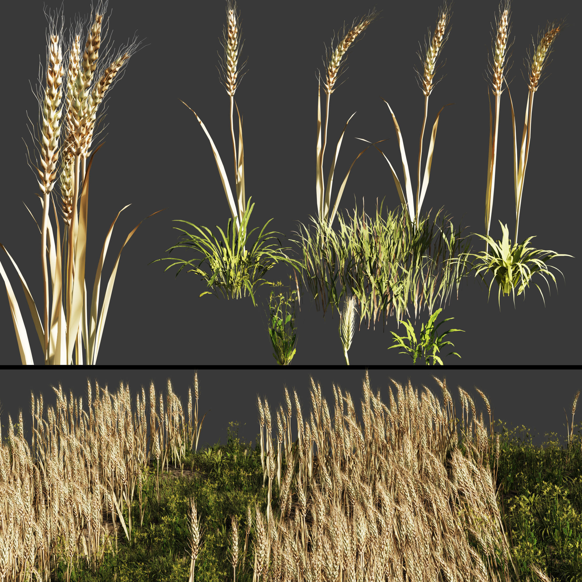 set Grass with Wheat 08 arc Low-poly 3D model_1