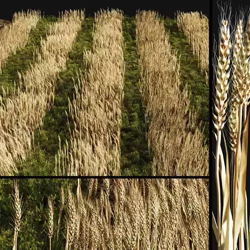 set Grass with Wheat 08 arc Low-poly 3D model