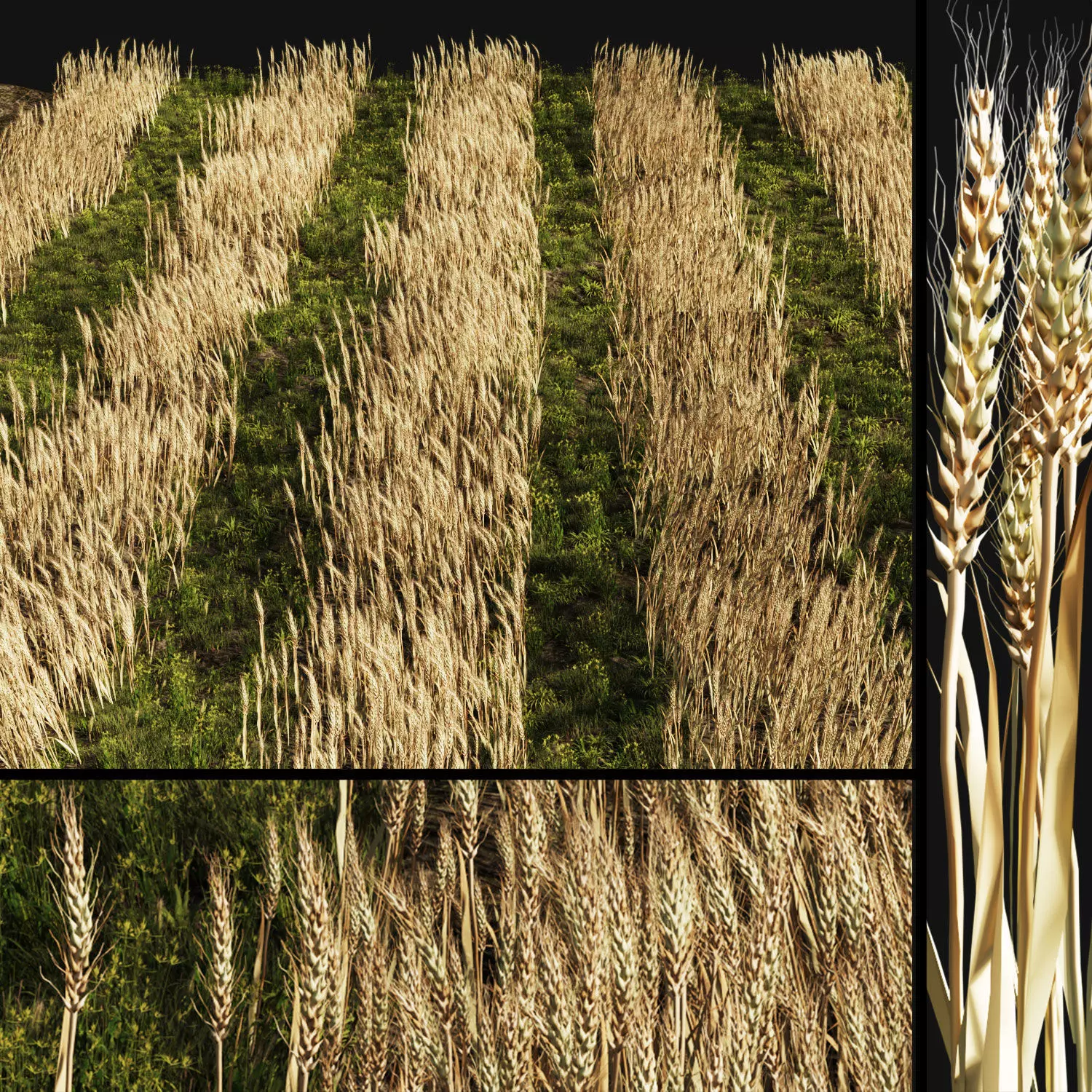 set Grass with Wheat 08 arc Low-poly 3D model_0