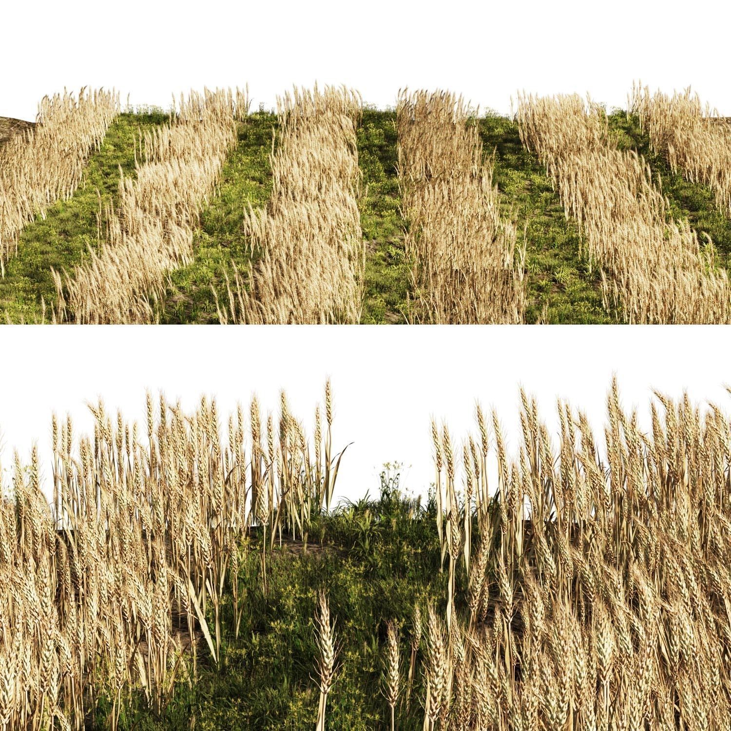 set Grass with Wheat 08 arc Low-poly 3D model_4