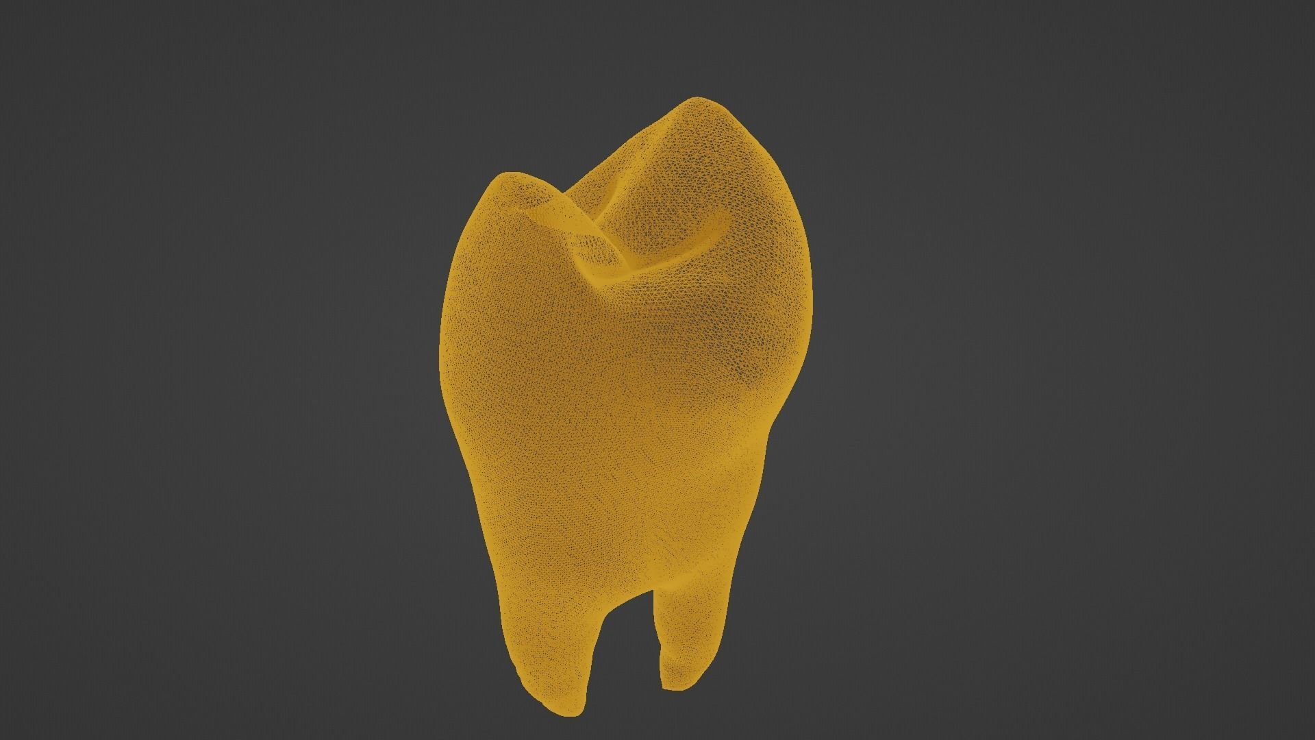 Maxillary First Premolar Human Tooth 3D model_9