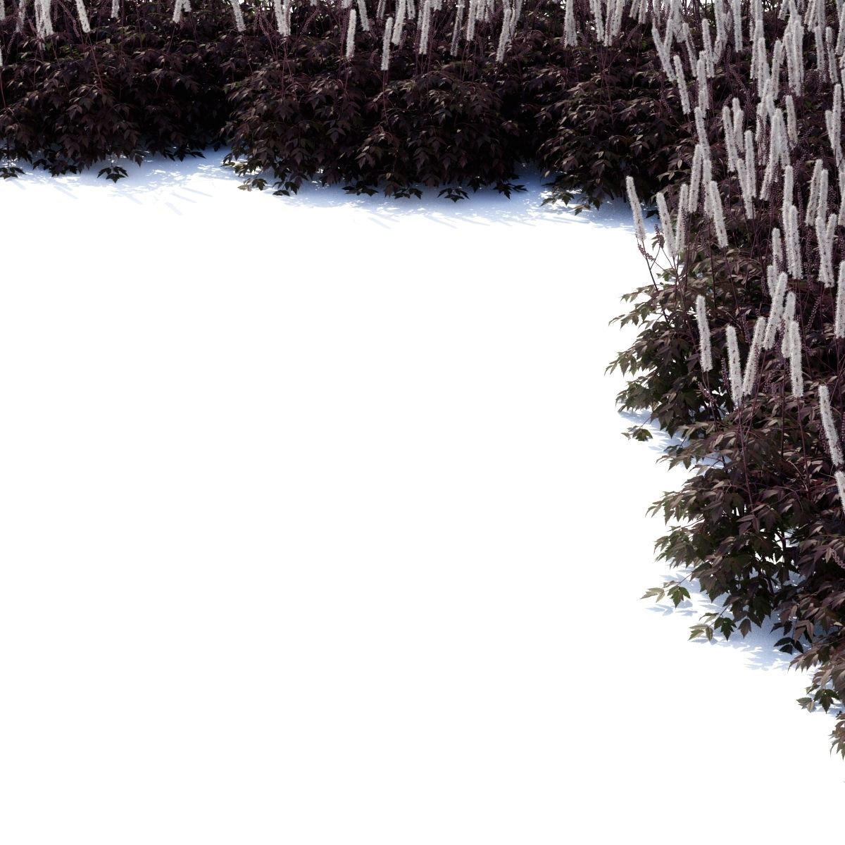 Cimicifuga simplex 3D model_5