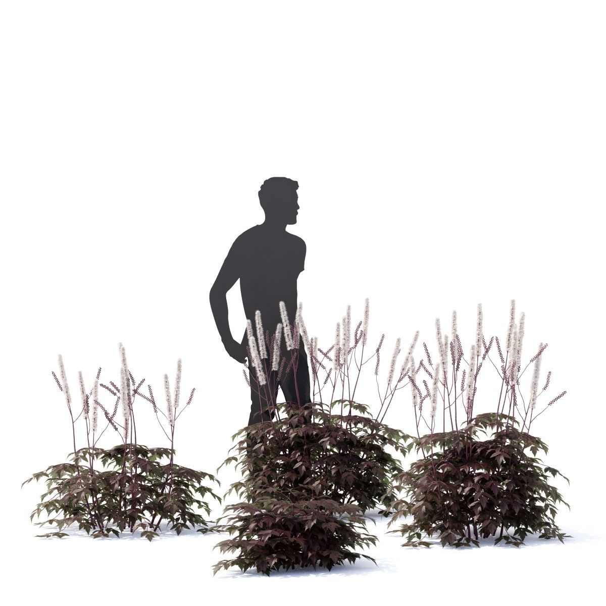 Cimicifuga simplex 3D model_3