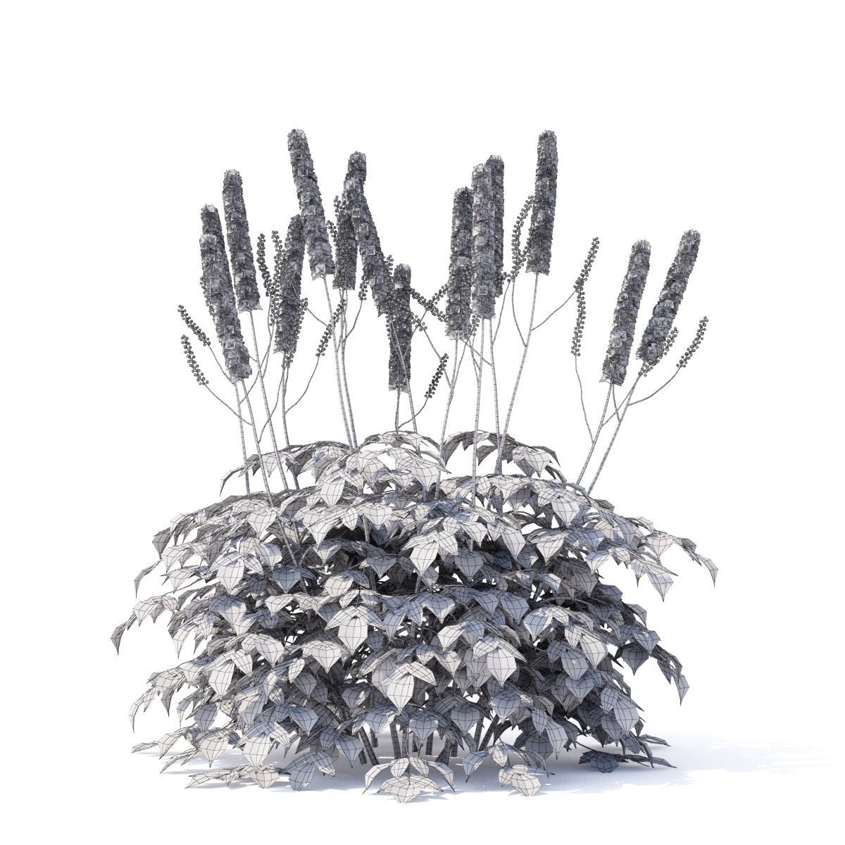 Cimicifuga simplex 3D model_2