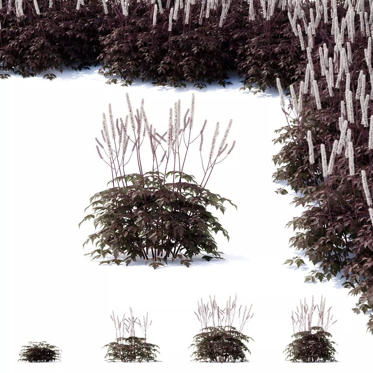 Cimicifuga simplex 3D model_0