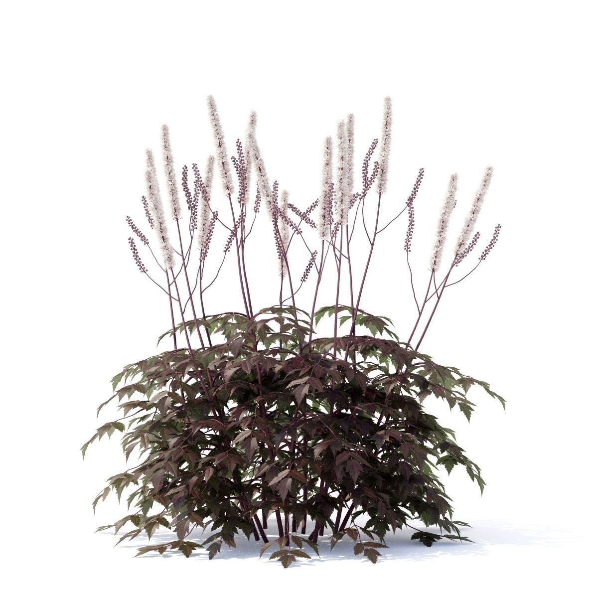 Cimicifuga simplex 3D model_1