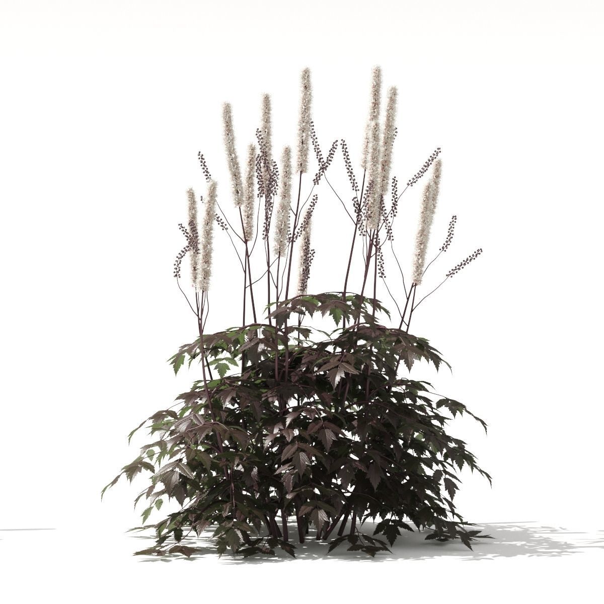Cimicifuga simplex 3D model_7