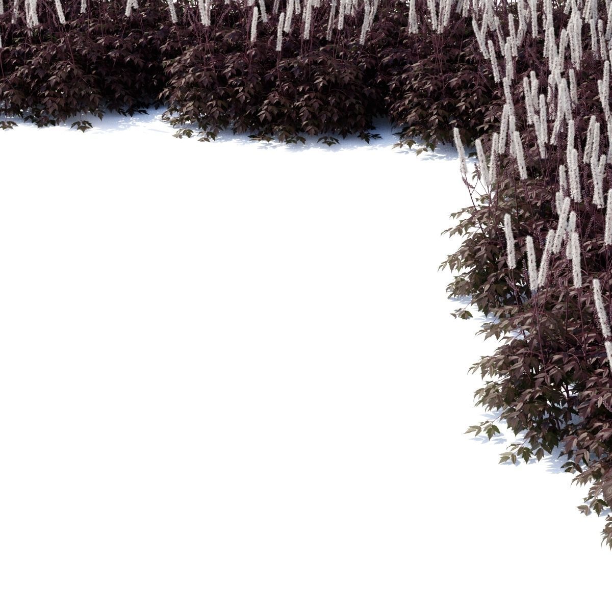 Cimicifuga simplex 3D model_6