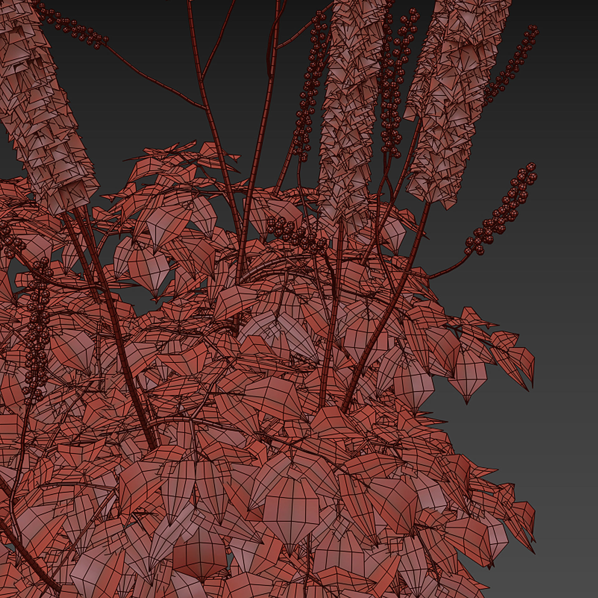 Cimicifuga simplex 3D model_4