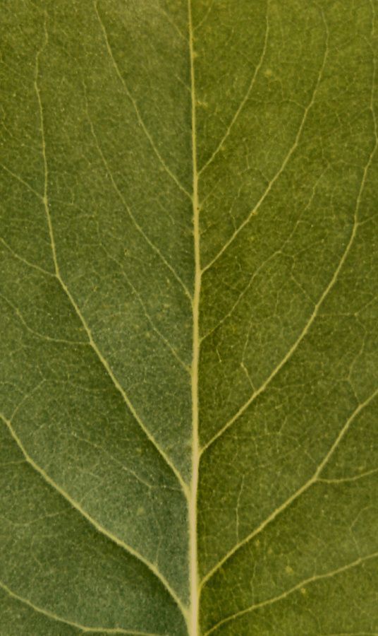 table dining with chairs 3D model_5