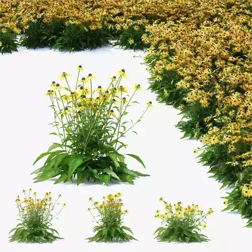 Rudbeckia fulgida flower