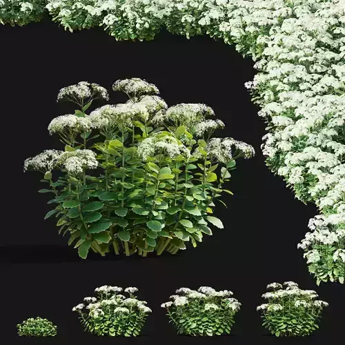 Sedum spectabile Stardust flower 3D model