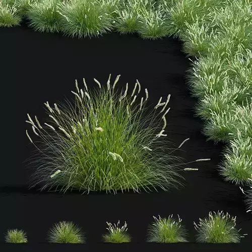 Sesleria autumnalis ornamental grass 3D model