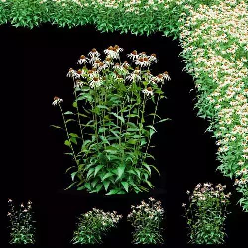 Echinacea purpurea Alba  3D model