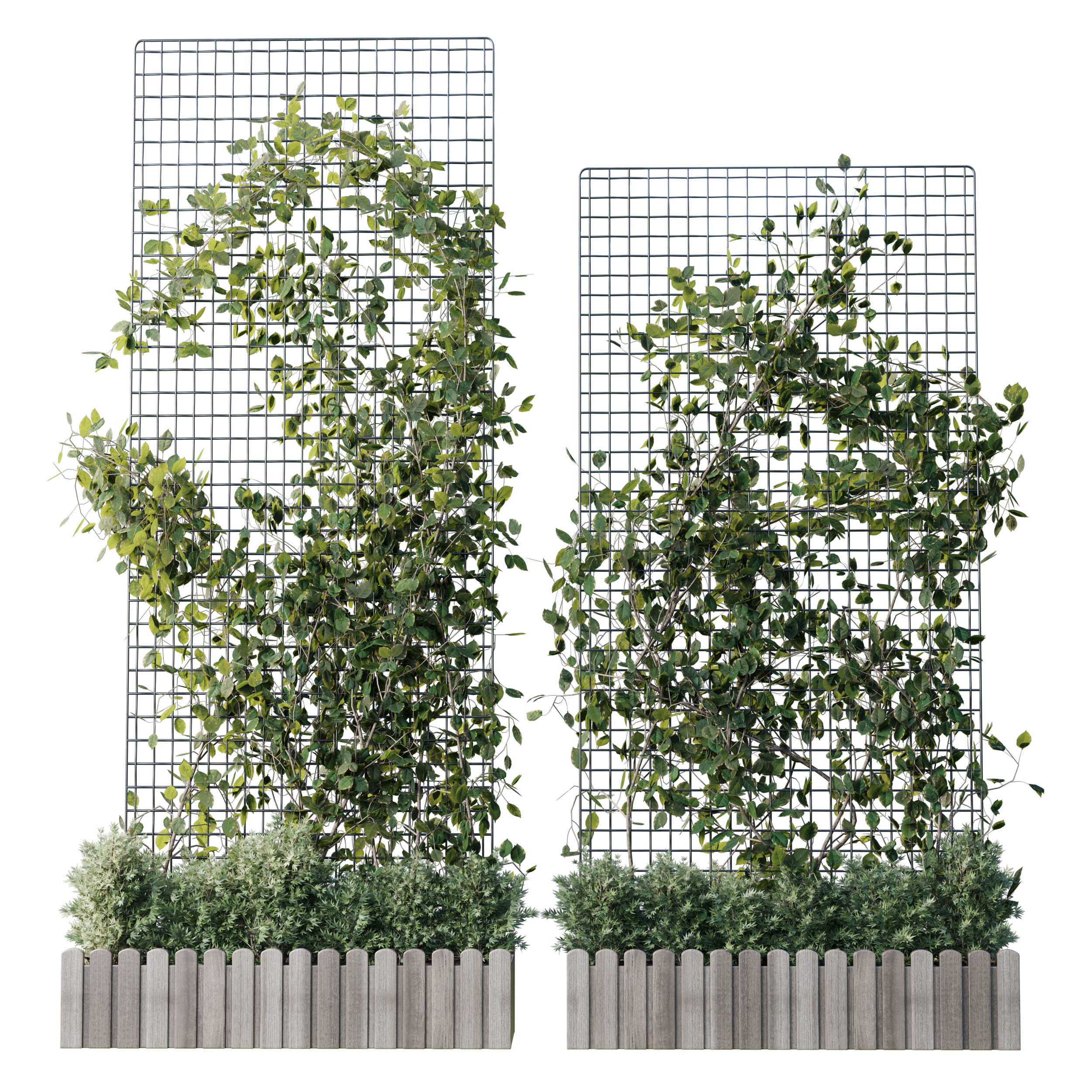 The plant on the grid 4 models and sizes with wooden box 3D model_1