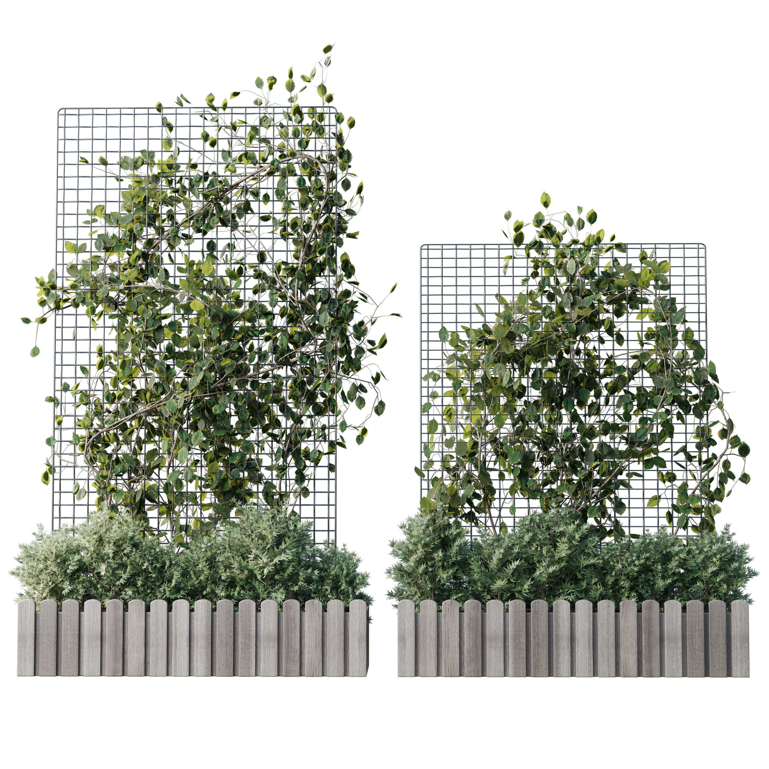 The plant on the grid 4 models and sizes with wooden box 3D model_2