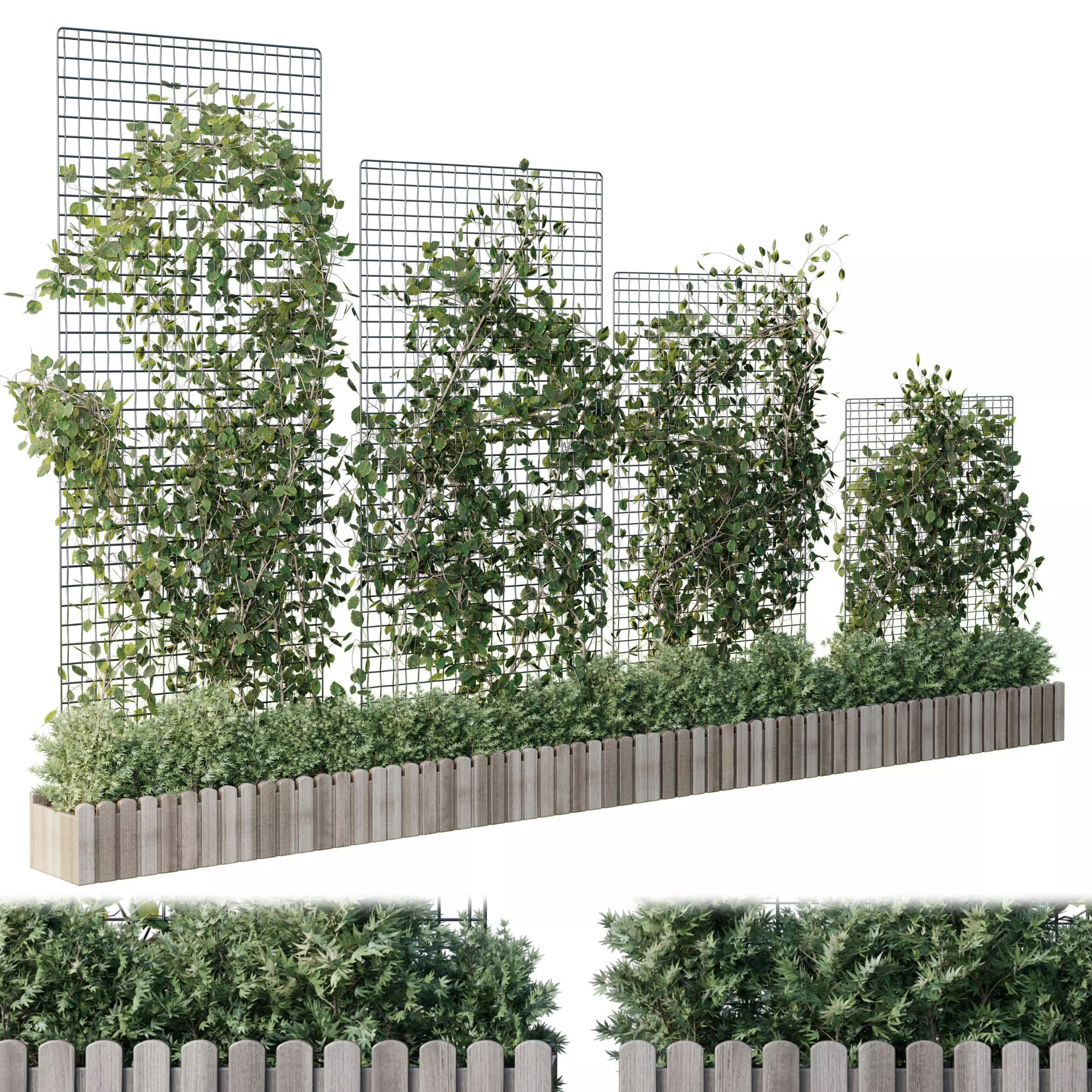 The plant on the grid 4 models and sizes with wooden box 3D model_0