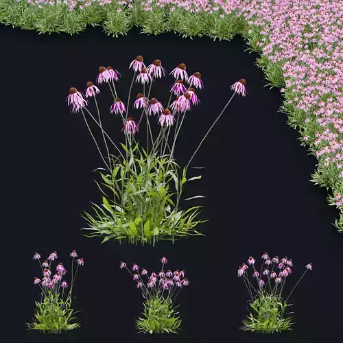 Echinacea pallida flower 3D model