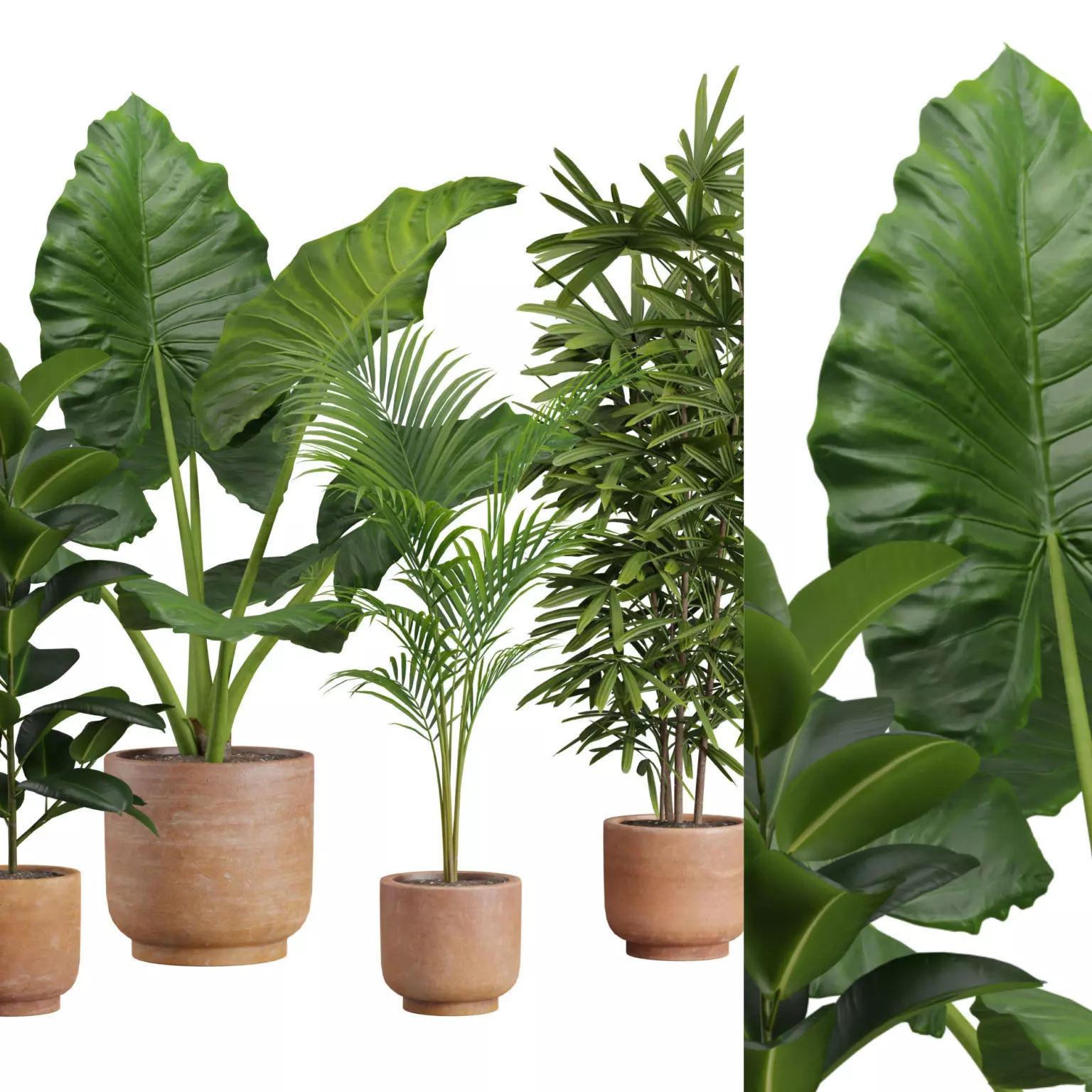 Indoor Plants Pack 26 3D model_0