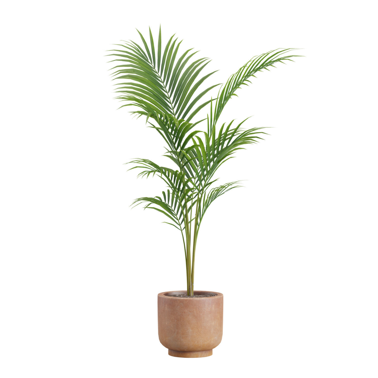 Indoor Plants Pack 26 3D model_7