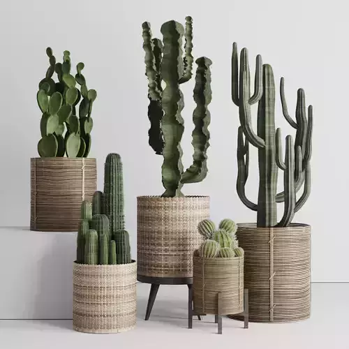 A SET of plants and cactus in handmade wooden baskets 286 3D model