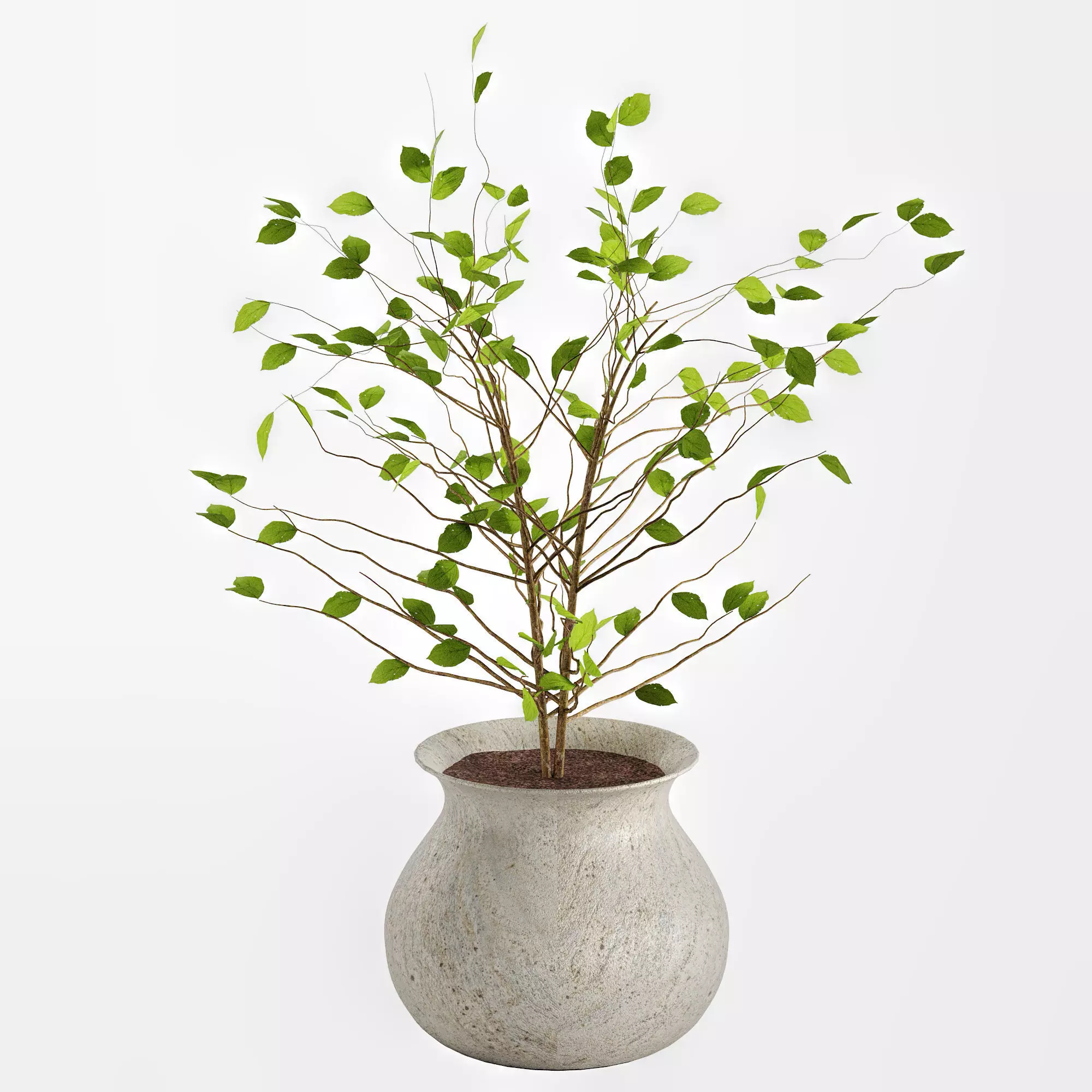 pot plant 1 Free 3D model
