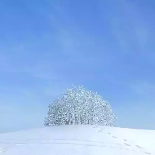 Snow Tree